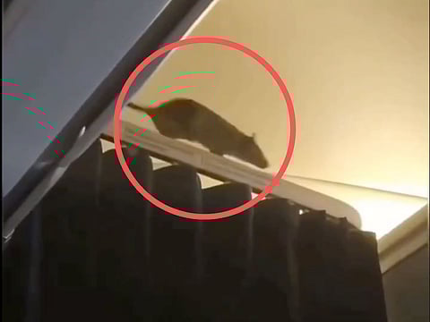 The uninvited guest was spotted aboard a KLM flight travelling from Amsterdam to Aruba, startling passengers as it emerged from the overhead bins and scurried behind a cabin curtain.