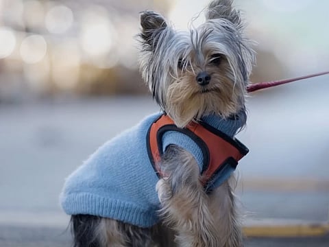 Hotels and restaurants with tourism licences can now host companion animals under updated regulations.