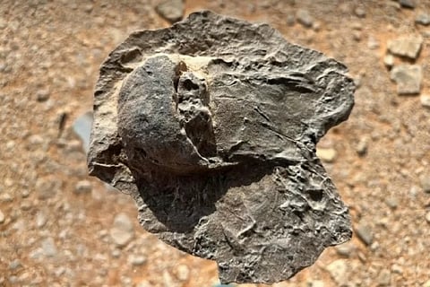 All specimens were found preserved upside down, a mode of fossilisation not previously recorded.