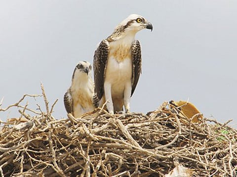 EAD programme tracked 560 birds and confirms emirate’s role on global flyways.