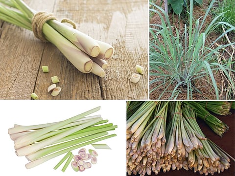 A number of studies confirm that lemon grass extracts contain cancer-busting properties.
