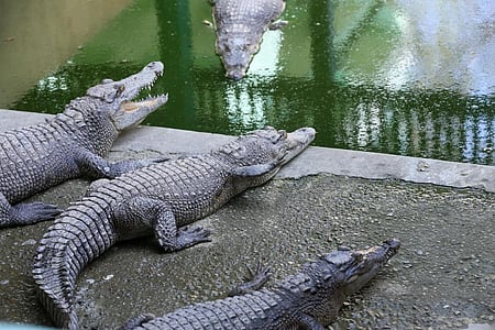 The remains of man found inside a 15-foot crocodile.