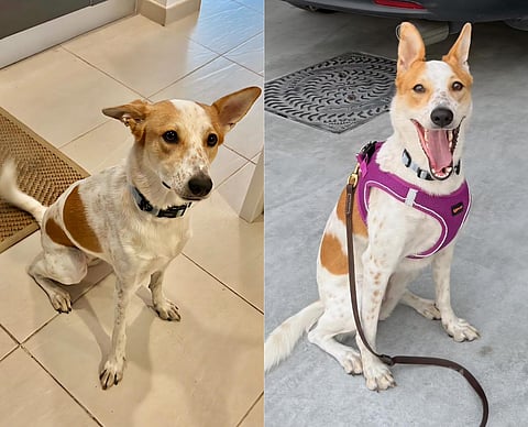 Elsy is a medium-sized desert mix white dog with brown coat markings and freckles on the nose and legs.