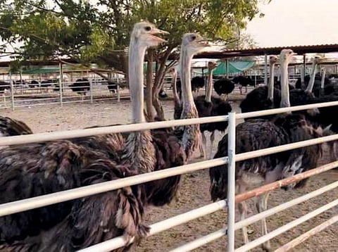Ostrich Oasis Farm boosts food security with meat, eggs, leather and near zero waste.