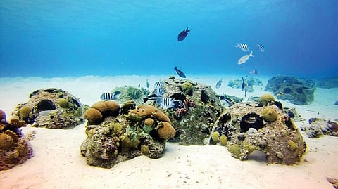 Abu Dhabi’s Fish AI Project pushes Sustainable Fisheries Index to 100%