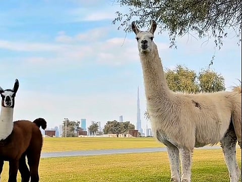 Camera ready: Two curious llamas stop mid-stride as if posing for a pic.
