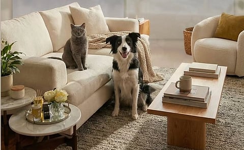 Abu Dhabi makes pet registration mandatory: Don’t miss the deadline or pay Dh1,000