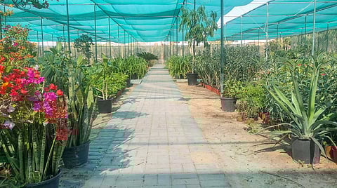 Dubai Municipality nurseries produce 15,000 plants an hour