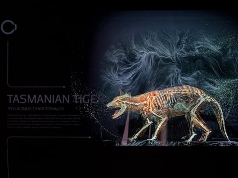 The images shared by Sheikh Hamdan featured the woolly mammoth (Mammuthus primigenius) an extinct species of mammoth, Tasmanian tiger, an extinct species of carnivorous marsupial and dodo (Raphus Cucullatus), an extinct flightless bird that was endemic to Mauritius.