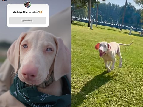 Sheikh Hamdan asks residents to help name a male puppy