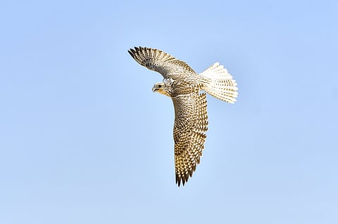 Falcon Hunting is a new sport introduced to the Open Masters Games