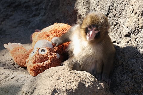 This photo taken on February 19, 2026 shows a 7 month-old male macaque monkey named Punch, who was abandoned by his mother shortly after birth, spending time with a stuffed orangutan toy at Ichikawa City Zoo and Botanical Gardens in Chiba Prefecture.