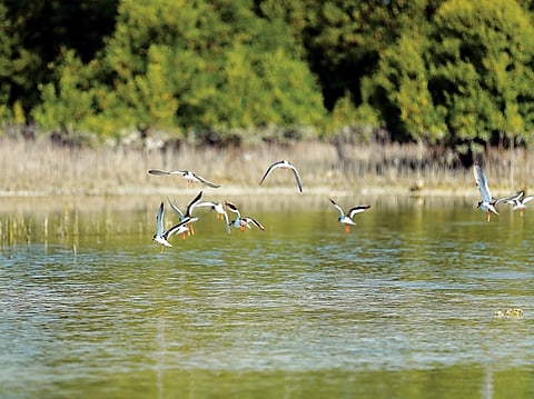 Abu Dhabi launches first mangrove monitoring guide for GCC