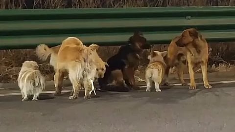 Viral corgi leads 7 dogs on 17km journey home: Here's how they did it