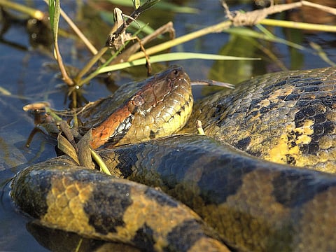 Anacondas, pythons and boa constrictors were seized in Italy following a raid in an apartment block.