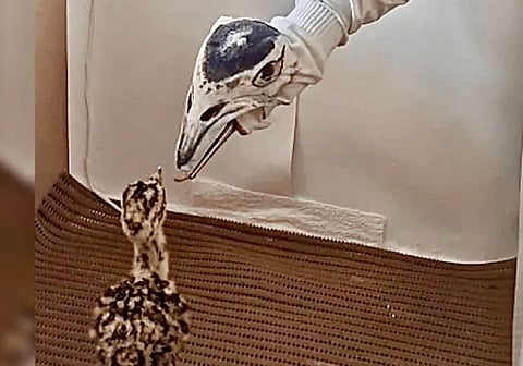 Project Great Indian Bustard entered into the fourth year’s of its captive breeding with the two new chicks hatched at the Conservation Breeding Centre of Rajasthan.