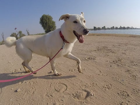 Supporting animal welfare during a time of uncertainty in the UAE