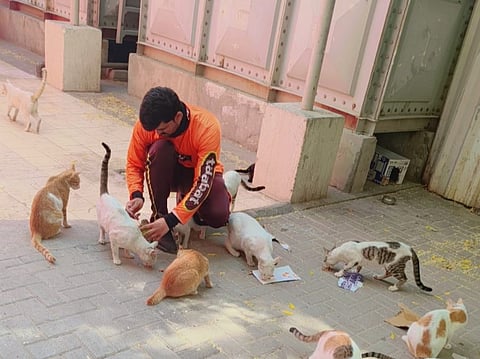 Kaleem Gul with stray cats