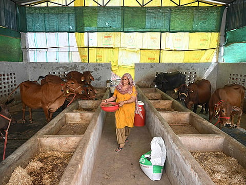This photograph taken on April 24, 2026 shows a villager carrying cow dung from her cattle stable to a biogas plant at her residence in Uttar Pradesh's Bulandshahr district.
