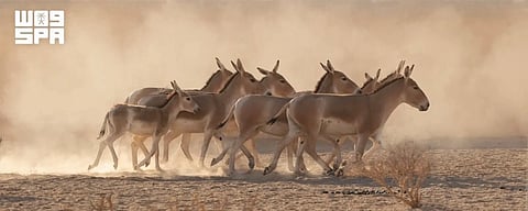 The Prince Mohammed bin Salman Royal Reserve witnessed the first birth of an onager, one of the world's rarest wild equids, in more than 100 years, marking a milestone in efforts to restore species that disappeared from the Arabian Peninsula.