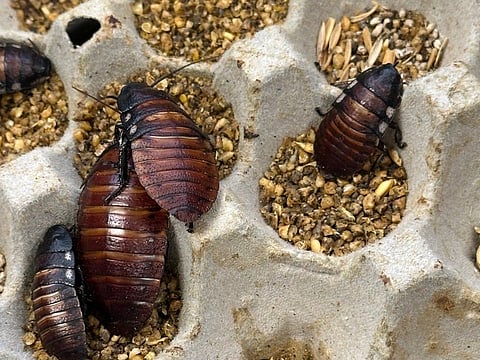 A handout photo taken on May 26, 2026 and received on June 5, 2026 from the Australian Department of Climate Change, Energy, Environment and Water (DCCEEW) shows some of the 100,000 contraband cockroaches found in a raid on a commercial breeder in the town of Bathurst, west of Sydney.