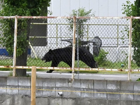 A bear walks on the premises of an office in Fukushima, Japan, amid a rise in urban bear sightings and attacks in recent years.