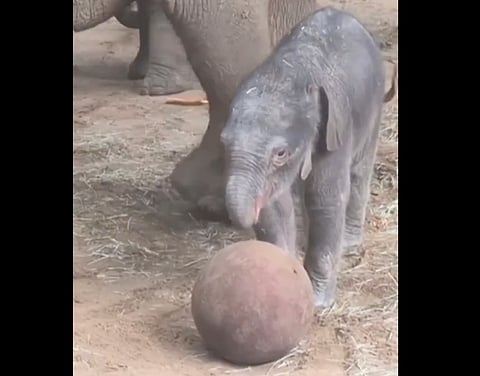 Staff at London's Whipsnade Zoo said the newborn elephant has integrated well with the herd and is developing normally under the watchful care of his mother and other female elephants.