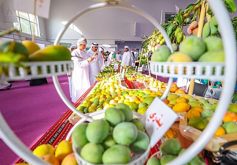 The three-day festival, which will begin on June 26 under the theme "Mango: Our Fruit, Our Wealth", will bring together farmers, producers and visitors from across the UAE to celebrate one of the region's most important seasonal crops.
