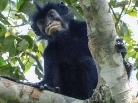 An international team of researchers from the DRC, the United States and Germany spent several years studying the elusive orange-lipped monkey through field observations, photography, sound recordings and genetic analysis before confirming it as a distinct species.