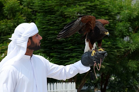 All about Shawk the Hawk, Gulf News' World Cup prediction expert