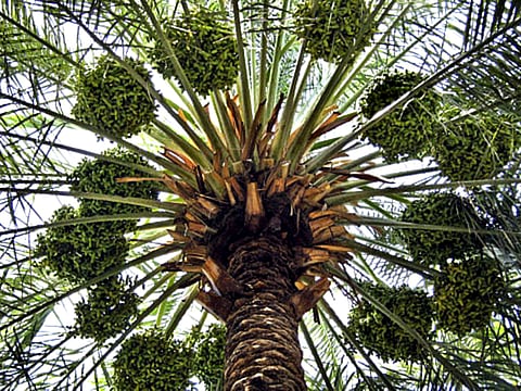 New initiative will help protect rare varieties and promote research, innovation and sustainable cultivation.