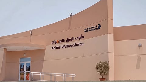 The Animal Welfare Shelter, a new integrated pet shelter opened at the Birds and Pets Market in the Warsan area, expanding the emirate's veterinary services while promoting animal welfare, responsible pet ownership and adoption.
