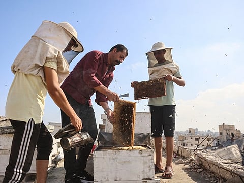 Ibrahim Al Dabba (C), head of the Beekeepers Cooperative in the Gaza Strip, tends to beehives with his sons on the roof of a destroyed building in Gaza City's TelAl Hawa neighbourhood, where the displaced family has taken refuge.