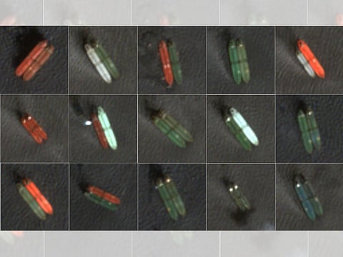 Satellite images show ship-to-ship transfers keep Gulf oil moving, allowing cargoes to be moved from vessels that have navigated the Gulf and Strait of Hormuz to other ships for onward delivery.