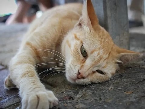 Jordan launches probe into suspected mass poisoning of cats in Amman’s Al Rashid suburb, sparking public outrage and calls for prosecution over animal cruelty.