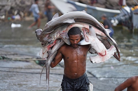 A fisherman carries his catch, including hammerhead sharks, ashore at the Sirah fish market in Aden, Yemen, Tuesday, Sept. 15, 2026. (AP Photo/Abdulnasser Alseddik)