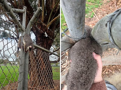 Shelley Burrows of Hamilton Wildlife Shelter attends to the possum after it was found wedged between fence posts.