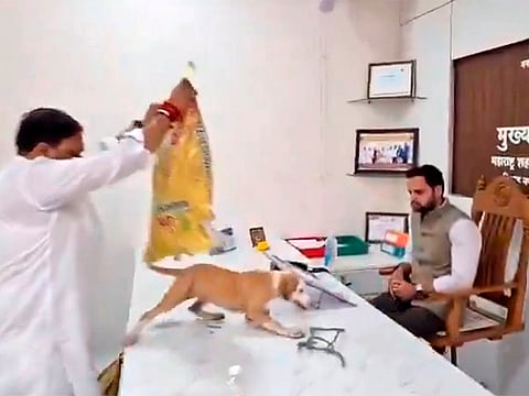 Stray dogs brought into civic chief’s office to protest dog menace