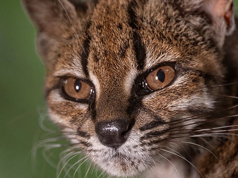 The animal, named Leopardus tilcayo after the name used for it by local communities