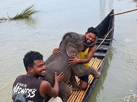 Fishermen carry the rescued elephant calf to safety in a boat on the Teesta River.