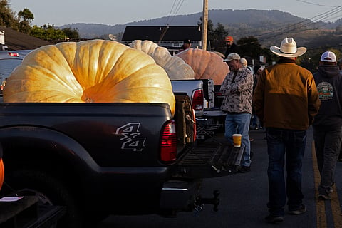 Pumpkins rest in truck beds at the 53rd Annual World Championship Pumpkin Weigh-Off on October 12, 2026 in Half Moon Bay, California.