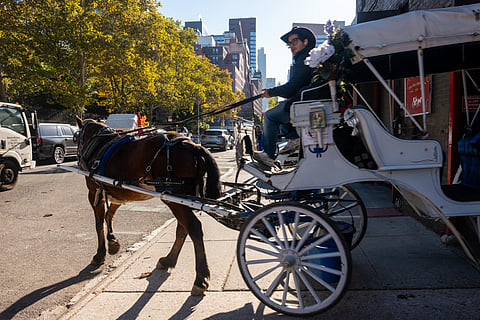 A carriage horse driver, one of dozens of workers who could lose their job if carriage horses are banned, rides towards Central Park outside of the Clinton Park Stables on October 19, 2026 in New York City.