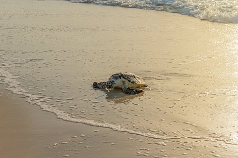 The October release also marked six years of rescue, rehabilitation and release work by TNA and EAD