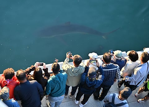 Visitors look at a 3.5-metre shark during a rescue operation to guide the shark back to the sea after it became trapped in an artificial waterway in the southeastern port city of Busan on October 21, 2026.