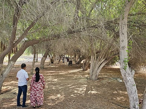 families enjoy a quiet moment under the trees at the green patch near the BAPS Mandir, Al Rahba.