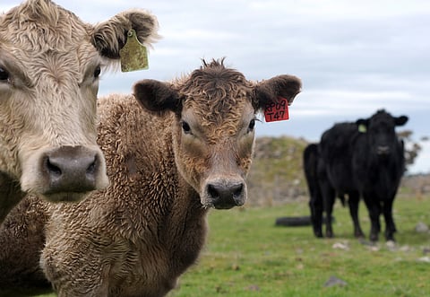 Emirates Food Industries aims to advance food sustainability in the UAE by promoting food diversity and enhancing production.