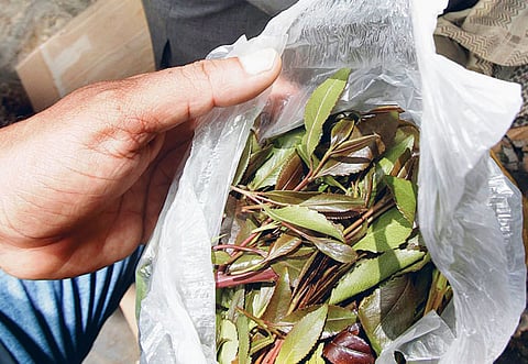 The mild stimulant plant is popular in the impoverished Yemen.