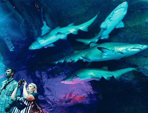 Dubai Mall aquarium re-opens to public after leakage fix