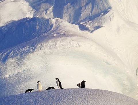 Little penguins team up to spot prey: study