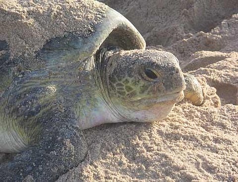 Expert helps Indonesia turtle project
